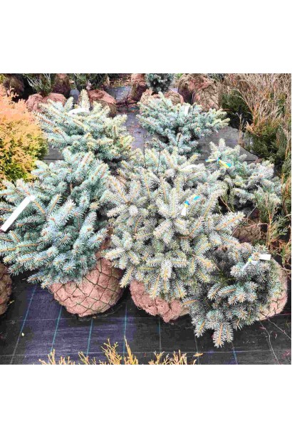 Ялина колюча Глаука Глобоза